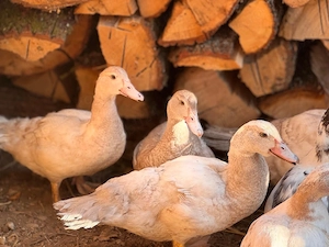 rațe mute albastre si lavanda