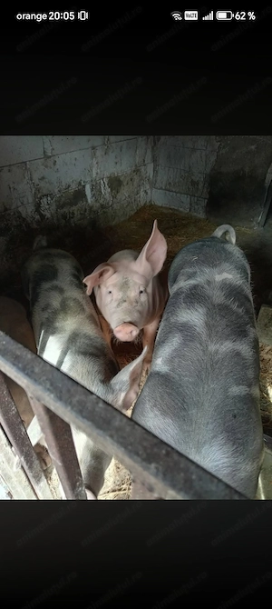 Vând porci de rasă 