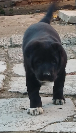 Spre Adoptie