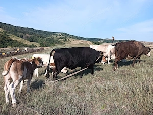 Vand vaci și junici!