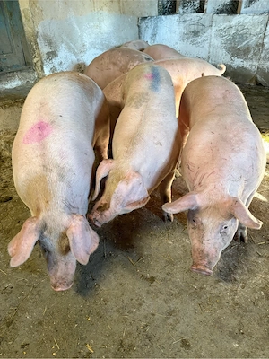 Porci 100-160 kg