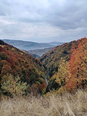 Teren extravilan in Bistra