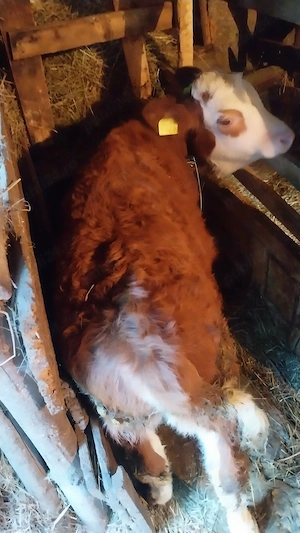  Vând vițea Bălțată Românească 