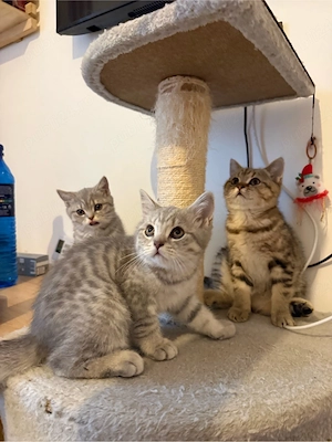 Puiuțe adorabile British - Scottish Shorthair, jucăușe și blânde (2 luni) - imagine 4