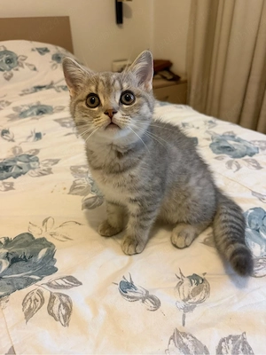 Puiuțe adorabile British - Scottish Shorthair, jucăușe și blânde (2 luni) - imagine 5