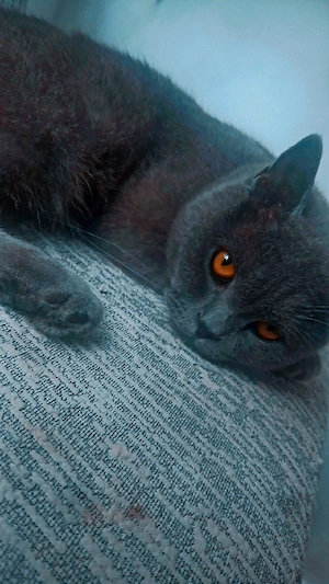 Vand pisica british  - imagine 2
