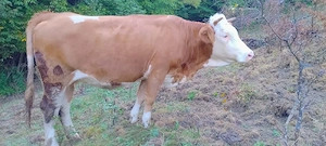 Juninca de vanzare