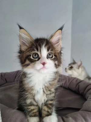 Maine coon puiut 