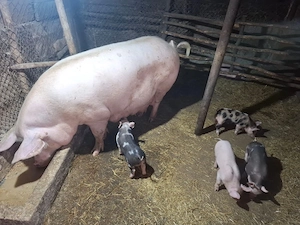 Purcei Si Porci De Vanzare - imagine 5