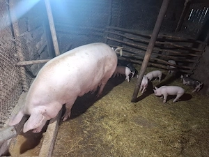Purcei Si Porci De Vanzare - imagine 4