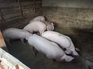 Purcei Si Porci De Vanzare - imagine 3