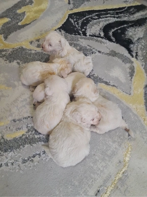 bichon maltez 150lei - imagine 2