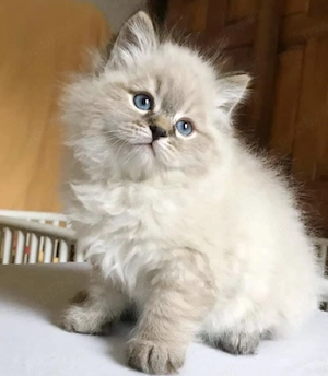 Ragdoll puiuți frumoși 