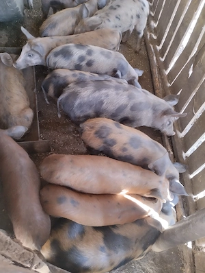 Vând porci de 3 luni