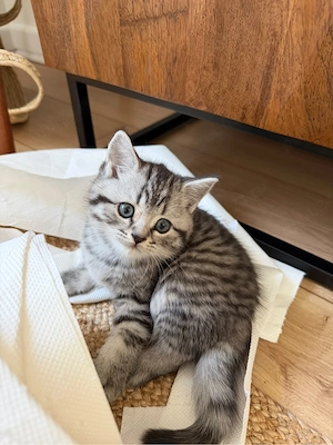 Pui British Shorthair - imagine 2