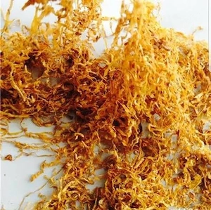 fir la galeata
