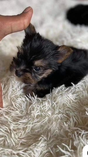 Fetita  yorkshier terrier mini toy