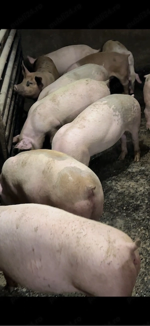 porci de carne