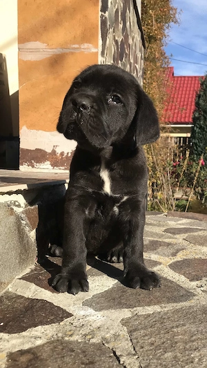 mascul cane corso pedigree fci - imagine 3