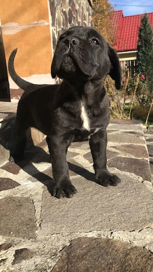 mascul cane corso pedigree fci - imagine 4