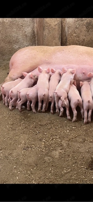 porci Craciun - imagine 5