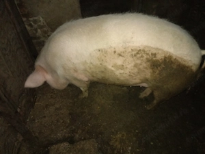 Vind porc.  - imagine 3