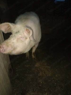 Vind porc.  - imagine 2