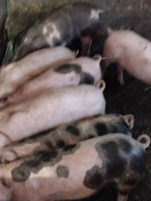 Șoldani de 25-30 kg