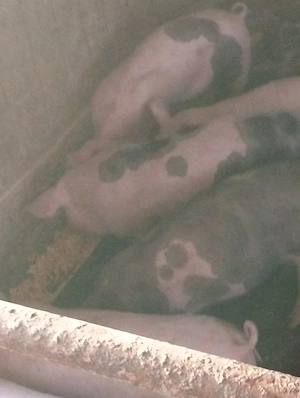 Soldanasi de 25-30 kg