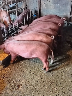 Vind purcei rasa duroc