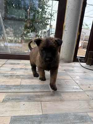 Pui ciobanesc begian malinois - imagine 2