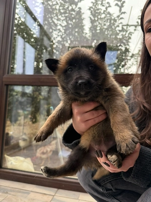 Pui ciobanesc begian malinois - imagine 5
