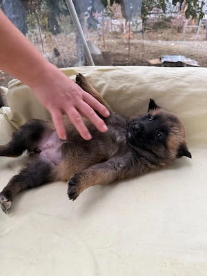 Pui ciobanesc begian malinois - imagine 4