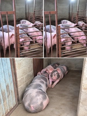 Vand porci pt Craciun