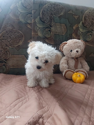 Catelusa Bichon Maltez 