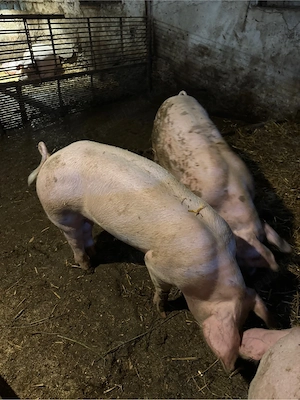 Vand porci pentru Craciun - imagine 3