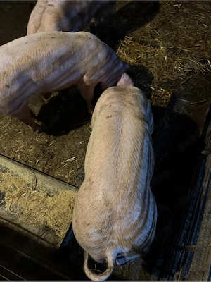 Vand porci pentru Craciun - imagine 2