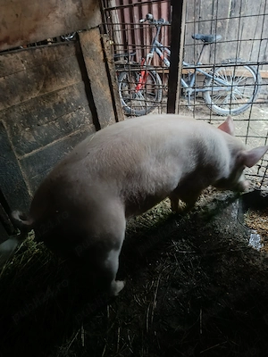Porc de vânzare 