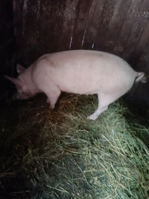Porc de vânzare  - imagine 5