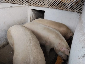 PORCI de vanzare BIO!