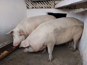 PORCI de vanzare BIO! - imagine 5