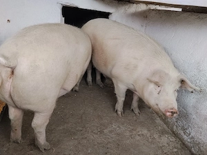 PORCI de vanzare BIO! - imagine 4