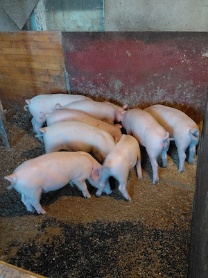 Vand godini 13 săptămâni ( buni si pt proțap)