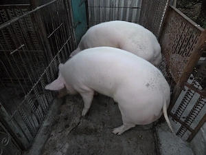Vând porci grași  - imagine 2
