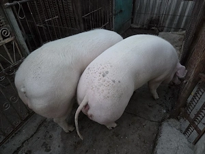 Vând porci grași 