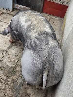 Scroafă de vânzare  - imagine 5