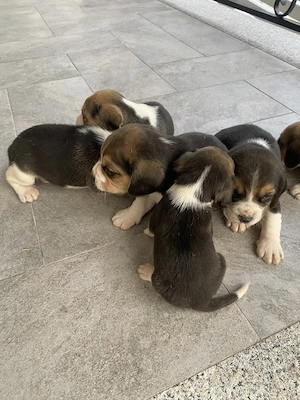 Căței Beagle tricolor  - imagine 5