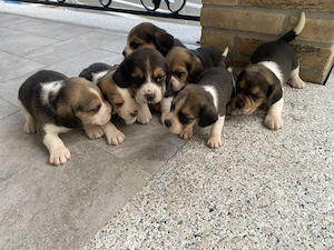 Căței Beagle tricolor  - imagine 3
