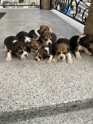 Căței Beagle tricolor  - imagine 2