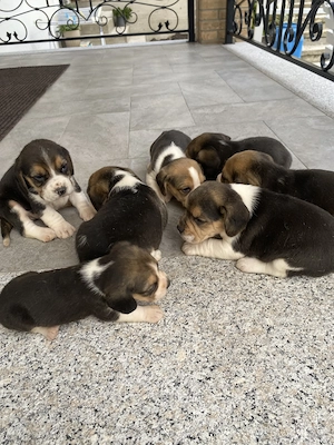 Căței Beagle tricolor  - imagine 4